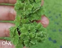 Azolla for sale Ø§Ø²ÙˆÙ„Ø§ Ù„Ù„Ø¨ÙŠØ¹