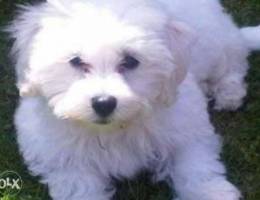 Full white male bichon maltese