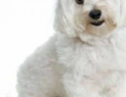 Bichon