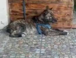 pitdbul brindle mae dftru 7 chhour oomro