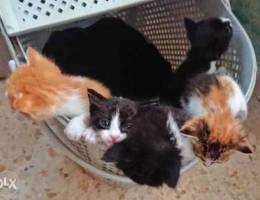 Cats for adoption Ù‚Ø·Ø· Ù„Ù„ØªØ¨Ù†ÙŠ