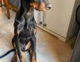 doberman trade 3ala German shepherd king s...