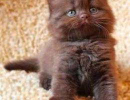 cutest brown cat