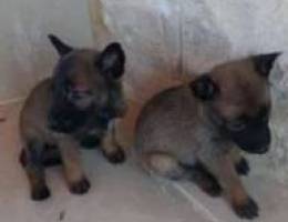 malinois puppy