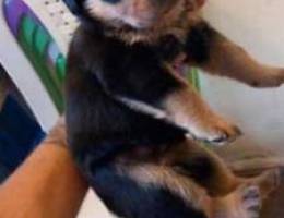 Rottweiler puppies for sale