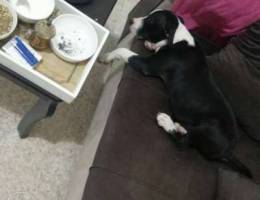 female pitbull ma3a daftara mta3ame arabet...