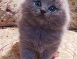 Scottish fold kitten