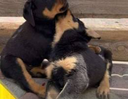 show class !!! Rottweiler puppies