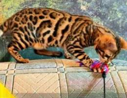 Lux, Elite Bengal cat, WCF documents, catt...