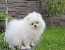 Pomeranian a wave of delight, cause affect...