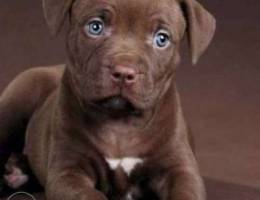 Puppies PIT-bull XXL size!