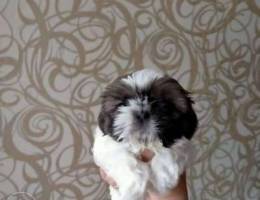 Shih Tzu kids are looking for a family