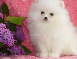 Pomeranian Spitz puppies, Delivered on dat...