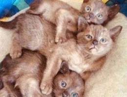 Elite purebred kittens of the Burmese bree...