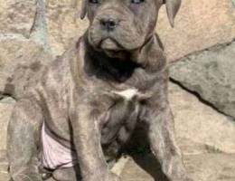 Cane Corso puppies are looking for caring ...