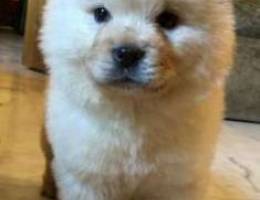 chow chow male puppy for sale