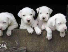 Dogo argentino puppies