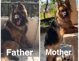 German Shepherd Dogs