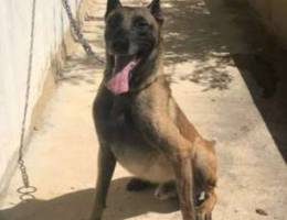 high quality malinoi for mating Ù„Ù„Ø²ÙˆØ§Ø¬