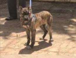 pitdbul brindle 7 m5d kel t3oume mae dftru