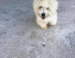 5 months bichon for sale