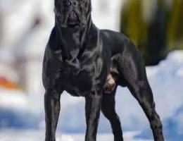 Ù…Ø·Ù„ÙˆØ¨ cane corso