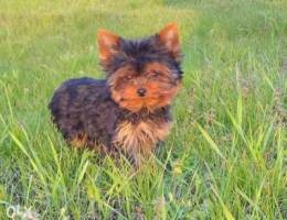 Yorkie