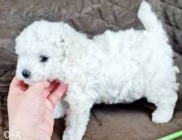 Bichon frice