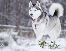 Male malamute 1 years