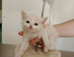 Turkish Angora blue eyes kitten for sale