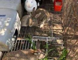 Rabbits for sale