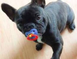 French bulldog