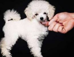 Poodles white