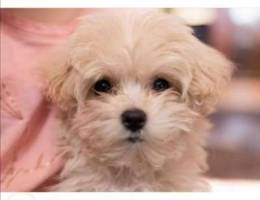 Malitpoo Teacup