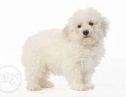 Bichon frise