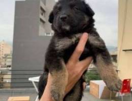 German shepherd