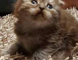 Scottish Fold Kitten. Pure Breed. 2 months