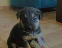 German puppy female