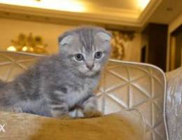 Scottish fold male kitten