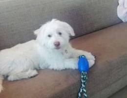 Bichon for sale