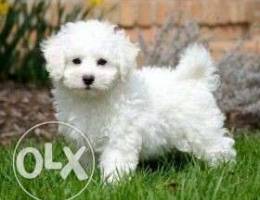 Bichon