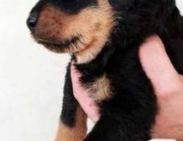 Rottweiler puppies