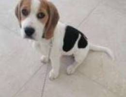 beagle for sale