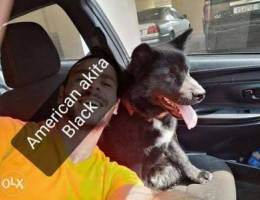 American Akita black