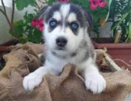 Husky