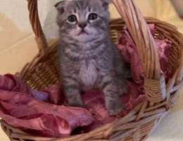 Scottish fold special price