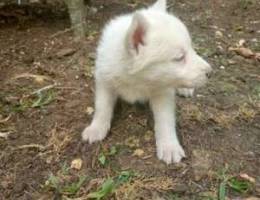 Husky pure 45 dys