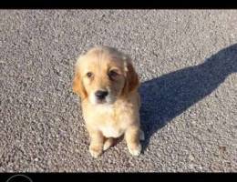 Golden retriever puppy