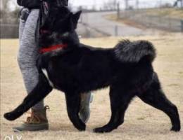 Imported Ukraine American Akita