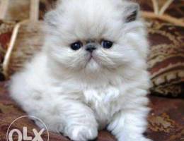 persian himalayan kitten